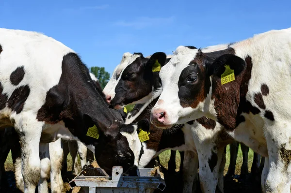 close up of cows at a dairy farm in the village