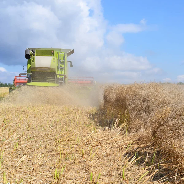 Kalush Ukraine July Modern Combine Harvesting Rape Field Town Kalush — Stockfoto