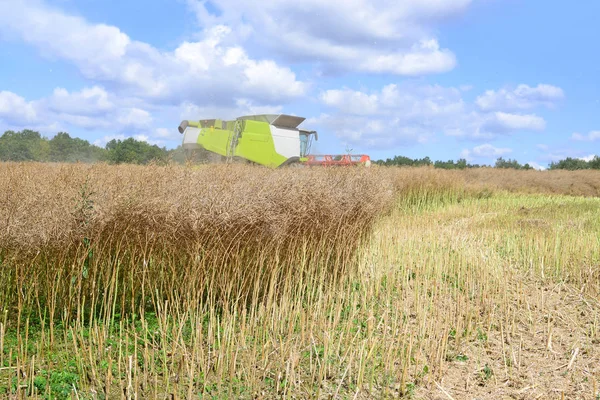 Kalush Ukraine July Modern Combine Harvesting Rape Field Town Kalush — Fotografia de Stock