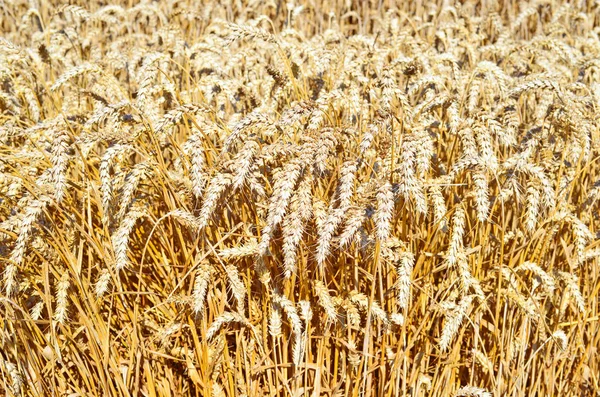 Campo Grãos Paisagem Rural — Fotografia de Stock