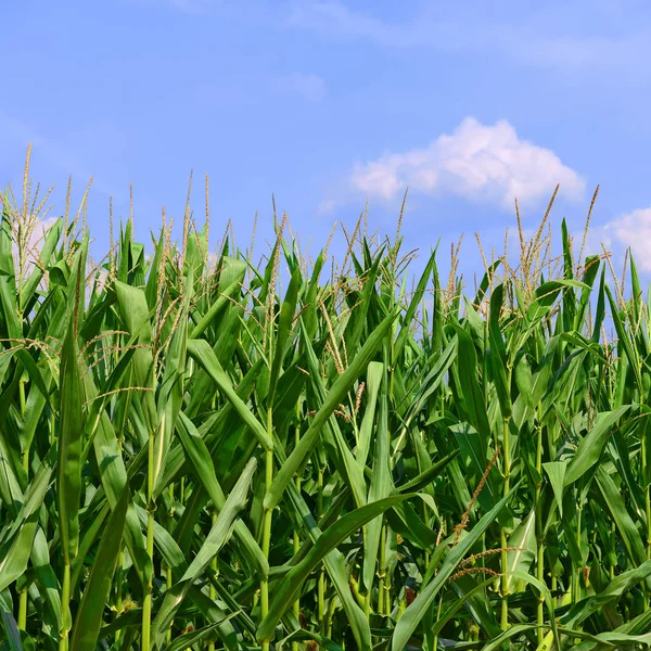 Grano Giovane Nel Paesaggio Rurale — Foto Stock