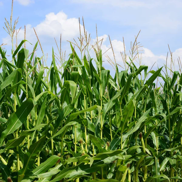 Grano Giovane Nel Paesaggio Rurale — Foto Stock