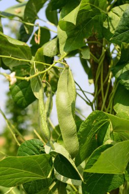 Bir yaz kırsal manzara genç yeşil fasulye.