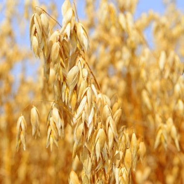 Kırsal manzara yulaf sapı