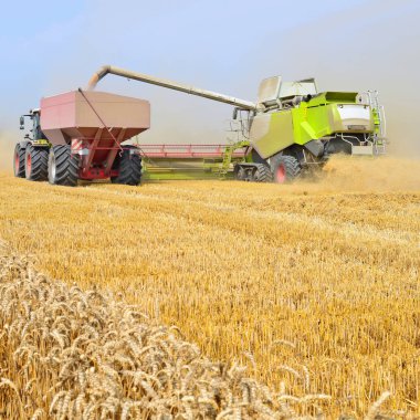 Tahıl hasat traktör römork tahıl tankına aşırı yükleme.