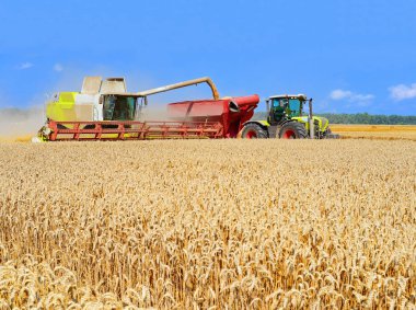 Tahıl hasat traktör römork tahıl tankına aşırı yükleme.