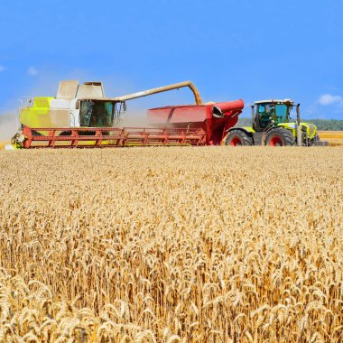 Tahıl hasat traktör römork tahıl tankına aşırı yükleme.