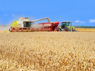 Tahıl hasat traktör römork tahıl tankına aşırı yükleme.