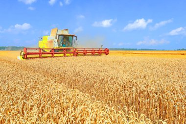 combine harvester working at wheat field, harvesting in the countryside