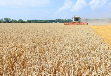 combine harvester working at wheat field, harvesting in the countryside
