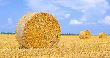 Harvesting of straw in the rural landscape clipart