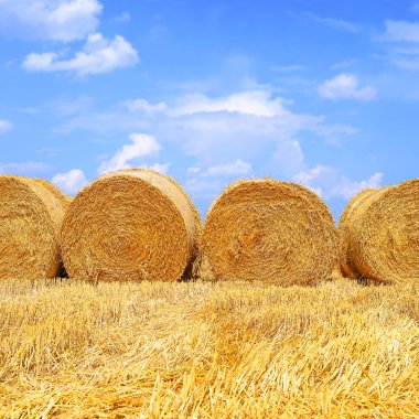 Kırsal alanda saman hasat etmek