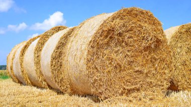 Kırsal alanda saman hasat etmek