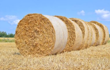 Kırsal alanda saman hasat etmek