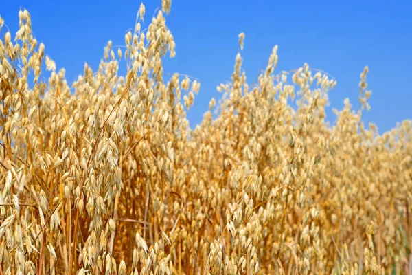農村景観における麦の茎 — ストック写真