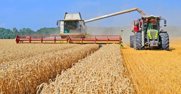 Overbelasting Van Graan Harvester Tank Van Korrel Van Trekker Aanhangwagen — Stockfoto