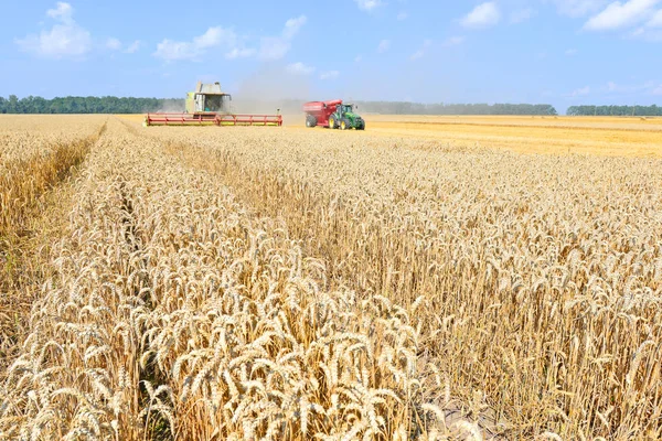 Комбайн Працює Пшеничному Полі Збирає Сільській Місцевості — стокове фото