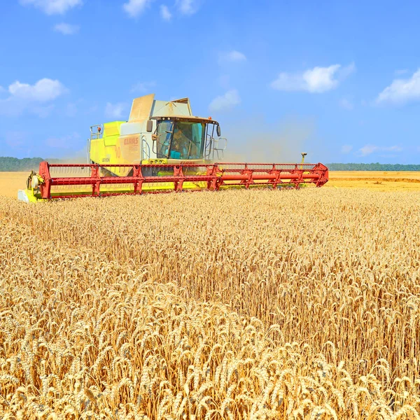 Combine Harvester Working Wheat Field Harvesting Countryside — Stock Photo, Image