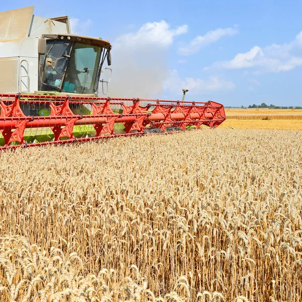 Combine Harvester Working Wheat Field Harvesting Countryside — Foto Stock