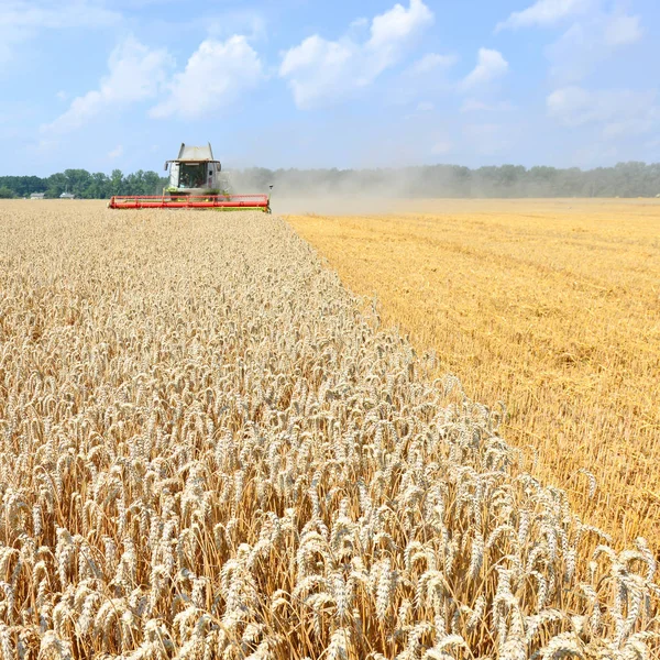 Combine Harvester Working Wheat Field Harvesting Countryside — Stockfoto