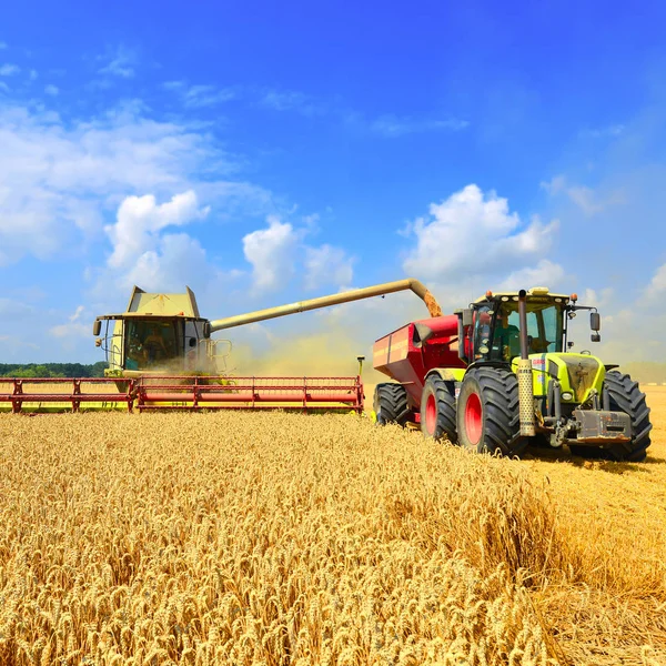 Overbelasting Van Graan Harvester Tank Van Korrel Van Trekker Aanhangwagen — Stockfoto