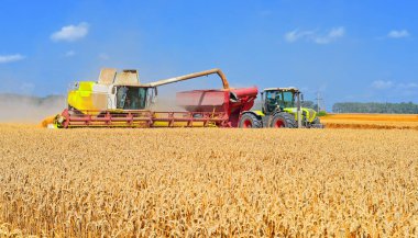 Tahıl hasat traktör römork tahıl tankına aşırı yükleme.