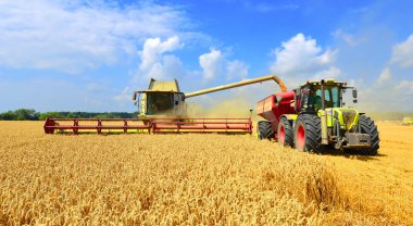 Tahıl hasat traktör römork tahıl tankına aşırı yükleme.