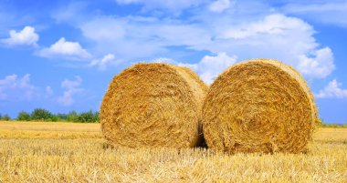 Kırsal alanda saman hasat etmek