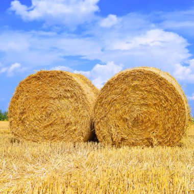 Kırsal alanda saman hasat etmek