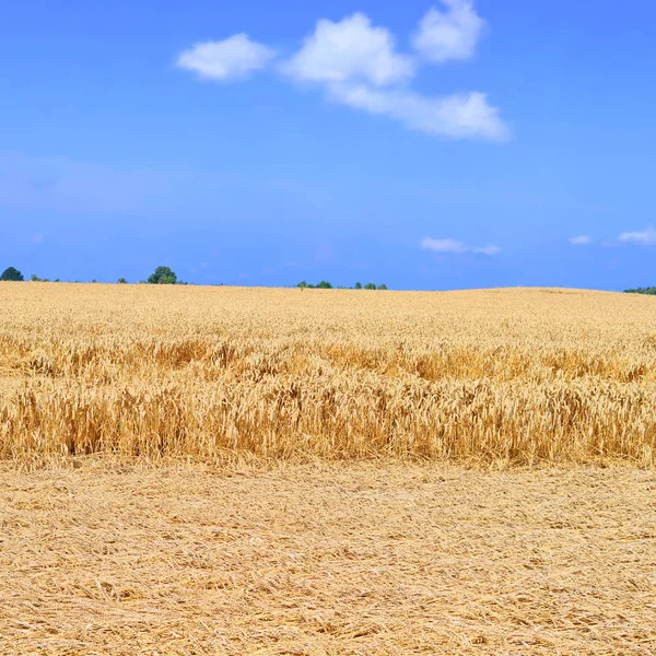 Campo Grano Nel Paesaggio Rurale — Foto Stock