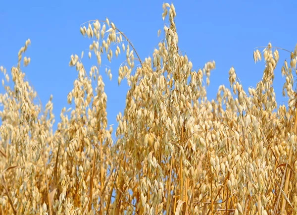 燕麦在山水田园的茎 — 图库照片