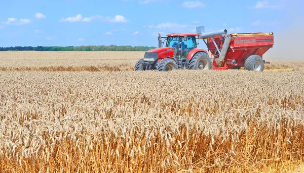 Комбайн Працює Пшеничному Полі Збирає Сільській Місцевості — стокове фото
