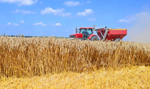 Тракторный Прицеп Зерновым Баком Работающим Пшеничном Поле — стоковое фото