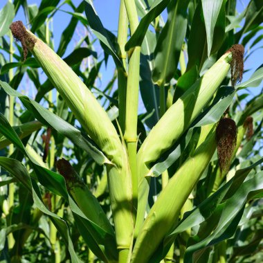 Kırsal manzara içinde genç Mısır