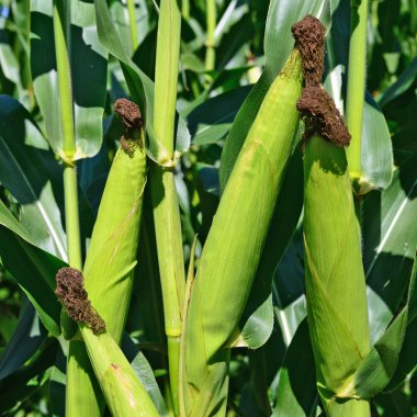 Kırsal manzara içinde genç Mısır