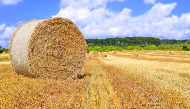 Kırsal alanda saman hasat etmek