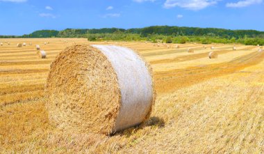 Kırsal alanda saman hasat etmek