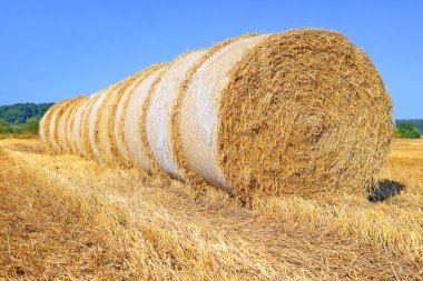 Kırsal alanda saman hasat etmek