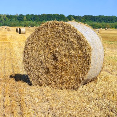 Kırsal alanda saman hasat etmek