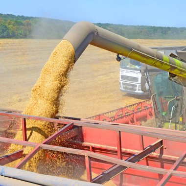 Tahıl hasat traktör römork tahıl tankına aşırı yükleme.