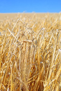 Kırsal manzara alanında tahıl