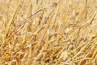 Kırsal manzara alanında tahıl