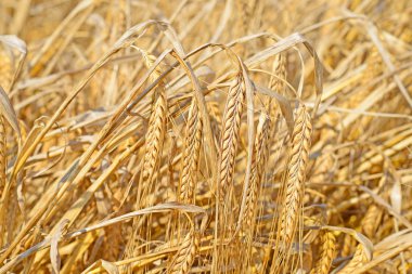 Kırsal manzara alanında tahıl