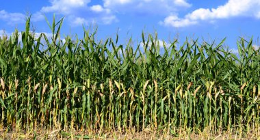 Kırsal manzara içinde olgunlaşmış Mısır. 