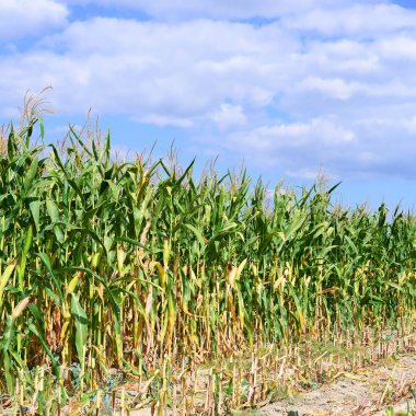 Kırsal manzara içinde olgunlaşmış Mısır. 