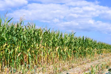 Kırsal manzara içinde olgunlaşmış Mısır. 