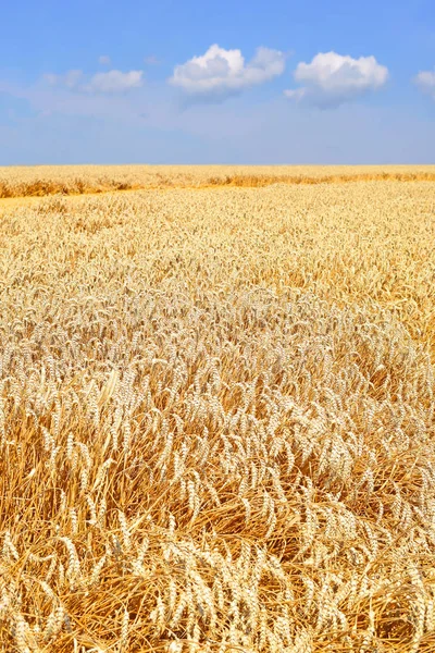 Campo Grãos Paisagem Rural — Fotografia de Stock