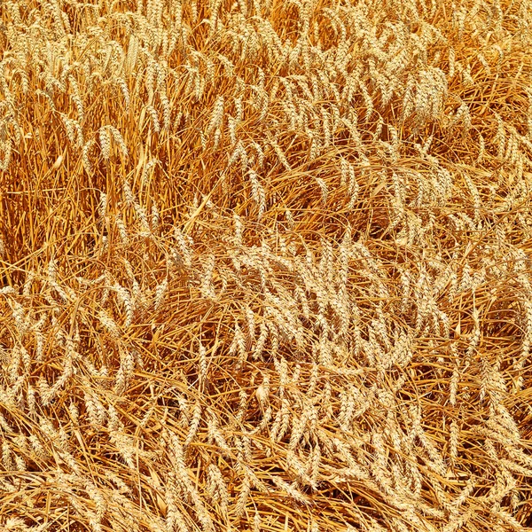 Campo Grãos Paisagem Rural — Fotografia de Stock