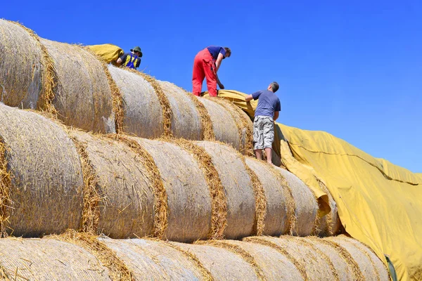 Kalush Ukraine August Harvesting Straw Field Town Kalush Western Ukraine — 图库照片