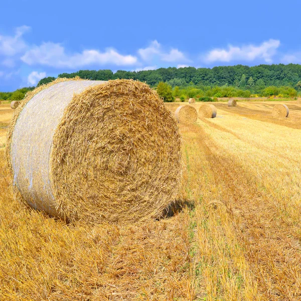 Harvesting Straw Rural Landscape — Stock Photo, Image